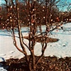 Gumdrop Trees in Skokie