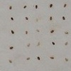 Sesame (various roasts)