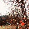 Gumdrop Trees in Skokie
