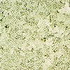 Green on White