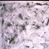 Poppyseed 2