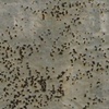 Caviar (black)