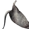 Rat 12