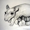 drawings