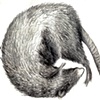 Rat 4