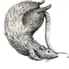 Rat 1