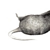 Rat 9