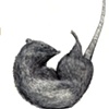 Rat 2