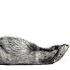Rat 3