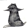 Rat 8