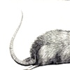 Rat 10