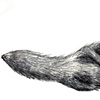 Rat 6
