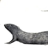 Rat 7