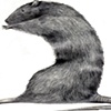 Rat 11