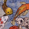 Koi