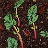 Sprouting Sequoia Beans