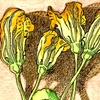 Patty Pan Squash