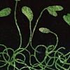 Evening Sprouts
