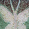 Ghost Moth