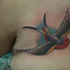 SWALLOW