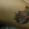 SWALLOW