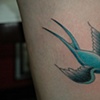 SWALLOW