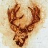 buck