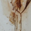 Porcupine