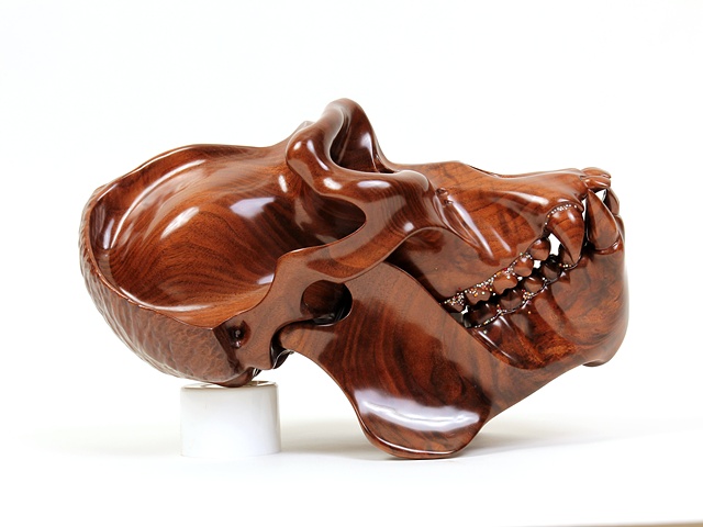 Hominid: Mountain Gorilla, 2011