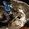 Plumage