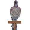 Passenger pigeon
