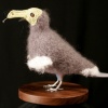 Dodo
