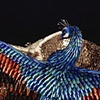 Birds of Paradise