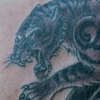 kick ass tiger tattoo by paul nolin