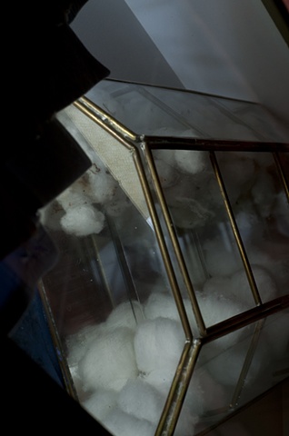 Cotton Flight- detail