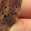 Byrophyte (detail)