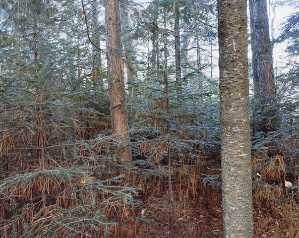 Near Silver Creek, Silver Creek Township, Minnesota 2001