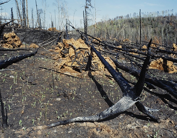 Prescribed Burn Near Magnetic Rock, Gunflint Trail, Superior National Forest 2003