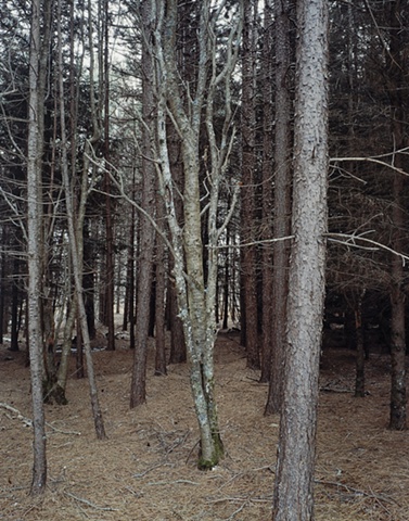 Ash, Near Iona's Beach, Twin Points, Minnesota 2003