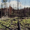 Last Spring's Fire, Near Elbow Lake, Minnesota 2000