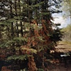 Logging Road Near Greenwood Creek 2001