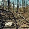 Prescribed Burn, Blowdown Area, Gunflint Trail Superior National Forest 2004