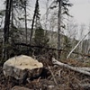 Blowdown Debris, Near Magnetic Rock, Gunflint Trail, Superior National Forest 2001