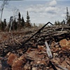 Blowdown Debris, Near Aspen Lake, Gunflint Trail, Superior National Forest 2001