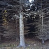 Trimmed Spruce, Near Iona's Beach 2002