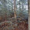 Near Silver Creek, Silver Creek Township, Minnesota 2001