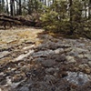 Lichen, U. S. Forest Service Road 1351, Gunflint Trail 2003