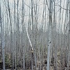 Poplars, Arrowhead Trail 2003