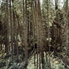 Sawbill Trail 2001