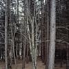 Ash, Near Iona's Beach, Twin Points, Minnesota 2003